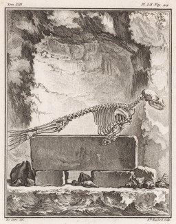 Скелет тюленя (лист XVII иллюстраций к тринадцатому тому знаменитой "Естественной истории" графа де Бюффона, изданному в Париже в 1765 году)