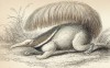 Гривастый муравьед, или иуруми (myrmecophaga jubata (лат.)) (лист 22 тома I "Библиотеки натуралиста" Вильяма Жардина, изданного в Эдинбурге в 1842 году)