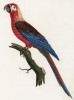 Кубинский ара, или трёхцветный (лист 5 иллюстраций к первому тому Histoire naturelle des perroquets Франсуа Левальяна. Изображения попугаев из этой работы считаются одними из красивейших в истории. Париж. 1801 год)