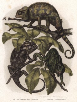 Индийские хамелеоны (Chameleon coromandelicus (лат.)) (из Naturgeschichte der Amphibien in ihren Sämmtlichen hauptformen. Вена. 1864 год)