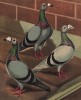 Голубые и серебряные голуби-драгуны (лондонская порода) (из знаменитой "Книги голубей..." Роберта Фултона, изданной в Лондоне в 1874 году)