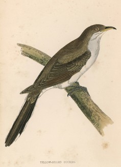 Кукушка (Yellow-billed Cuckoo (англ.))