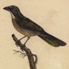 Сальтатор (Saltator Olivaceus (лат.)) (лист из альбома литографий "Галерея птиц... королевского сада", изданного в Париже в 1822 году)
