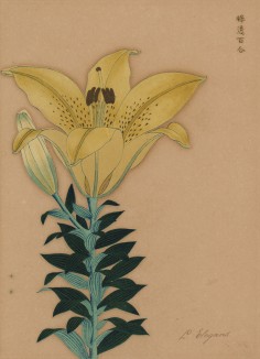 Лилия элеганс. Lilium Elegans (лат.). Французская ксилография 1900-х гг.