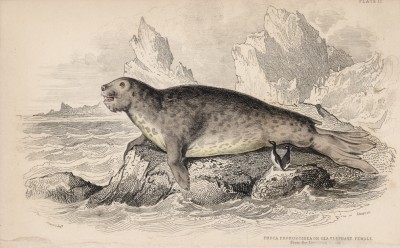 Самка морского слона (Phoca proboscidea (лат.)) (лист 17 тома VI "Библиотеки натуралиста" Вильяма Жардина, изданного в Эдинбурге в 1843 году)