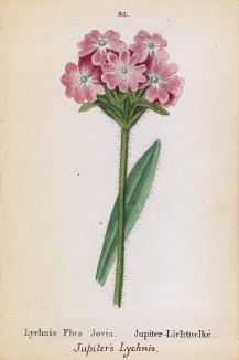 Горицвет цветок Юпитера (Lychnis Flos Jovis (лат.)) (лист 95 известной работы Йозефа Карла Вебера "Растения Альп", изданной в Мюнхене в 1872 году)
