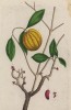 Хлопчатник (Gossypium (лат.)) — род из семейства мальвовые (лист 392 "Гербария" Элизабет Блеквелл, изданного в Нюрнберге в 1757 году)