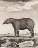 Тапир, или ланта -- очень мирное существо из Южной Америки весом до 300 кг (лист LXI иллюстраций к третьему тому знаменитой "Естественной истории" графа де Бюффона, изданному в Париже в 1750 году)