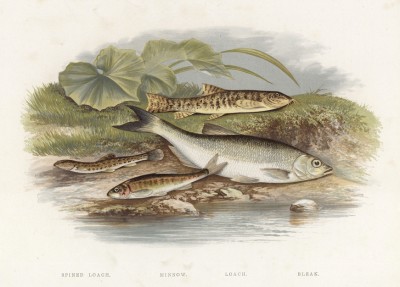 Рыбки голец, гольян, а также уклейка (иллюстрация к "Пресноводным рыбам Британии" -- одной из красивейших работ 70-х гг. XIX века, выполненных в технике хромолитографии)