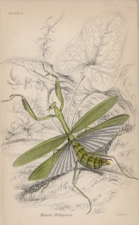 Богомол (Mantis (harpax) Ocellaria (лат.)) (лист 8 XXXIV тома "Библиотеки натуралиста" Вильяма Жардина, изданного в Эдинбурге в 1843 году)