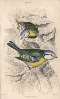 Синица-лазоревка (Parus caeruleus (лат.)) (лист 9 тома XXV "Библиотеки натуралиста" Вильяма Жардина, изданного в Эдинбурге в 1839 году)