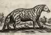Камышовый кот (лист из альбома Nova raccolta de li animali piu curiosi del mondo disegnati et intagliati da Antonio Tempesta... Рим. 1651 год)