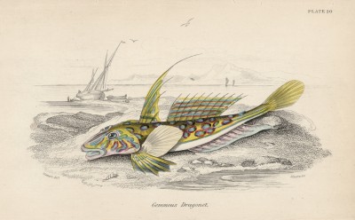 Мышь-лира большая, или пескарка полосатая (Callionymus lyra (лат.)) (лист 20 XXXII тома "Библиотеки натуралиста" Вильяма Жардина, изданного в Эдинбурге в 1843 году)