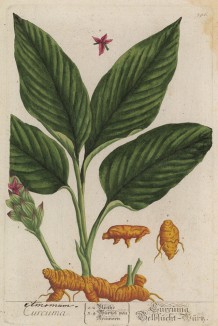 Куркума (жёлтый имбирь (Curcuma лат.)) содержит эфирные масла и жёлтые красители (куркумин) и культивируется как пряность и лекарственное растение (лист 396 "Гербария" Элизабет Блеквелл, изданного в Нюрнберге в 1757 году)