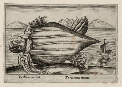 Морская черепаха (лист из альбома Nova raccolta de li animali piu curiosi del mondo disegnati et intagliati da Antonio Tempesta... Рим. 1651 год)