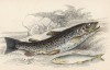 1. Ручьевая форель 2. Морская форель -- лосось, заглянувший в реку из моря (1. Salmon Ferox Var. 2. Salmon trout or Phinock (англ.)) (лист 33 XXXII тома "Библиотеки натуралиста" Вильяма Жардина, изданного в Эдинбурге в 1843 году