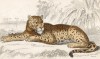 Молодой ягуар (Felis Onca (лат.)) по Вилсону (лист 12 тома III "Библиотеки натуралиста" Вильяма Жардина, изданного в Эдинбурге в 1834 году)