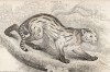 Пампасская кошка, или колоколо (Felis Colocolo (лат.)) (лист 26 тома III "Библиотеки натуралиста" Вильяма Жардина, изданного в Эдинбурге в 1834 году)