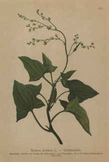 Щавель щитковидный (Rumex scutatus (лат.)) (из Atlas der Alpenflora. Дрезден. 1897 год. Том I. Лист 83)