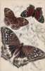 Бабочки 1. Vanessa Juliana 2. V. Amathea 3. V. Orithya (лат.) (лист 15 XXXVI тома "Библиотеки натуралиста" Вильяма Жардина, изданного в Эдинбурге в 1837 году)