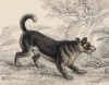 Скотчтерьер (шотландский терьер (Canis Terrarius (лат.)), как он выглядел в начале XIX века (лист 18* тома V "Библиотеки натуралиста" Вильяма Жардина, изданного в Эдинбурге в 1840 году)