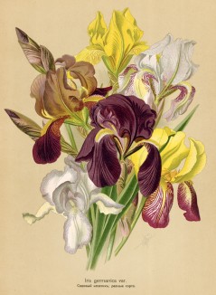 Ирис германский (Iris germanica var.). Многолетники наиболее красивые и пригодные для садовой культуры. Санкт-Петербург, 1913
