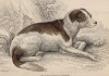 Старогерманская овчарка (Canis Suillus (лат.)) (лист 7 тома V "Библиотеки натуралиста" Вильяма Жардина, изданного в Эдинбурге в 1840 году)
