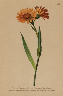 Крестовник дороникум (Senecio Doronicum (лат.)) (из Atlas der Alpenflora. Дрезден. 1897 год. Том V. Лист 471)