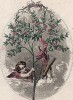 Мирт и Амур - символы любви. Les Fleurs Animées par J.-J Grandville. Париж, 1847