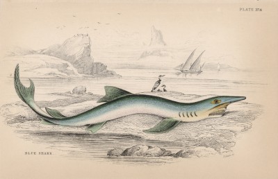 Синяя акула из семейства Carcharhinidae - акул серых (Charcharias vulgaris (лат.)) (лист 27* тома XXVIII "Библиотеки натуралиста" Вильяма Жардина, изданного в Эдинбурге в 1843 году)