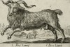 Козёл (лист из альбома Nova raccolta de li animali piu curiosi del mondo disegnati et intagliati da Antonio Tempesta... Рим. 1651 год)