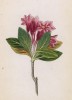 Рододендрон промежуточный (Rhododendrum intermedium (лат.)) (лист 268м