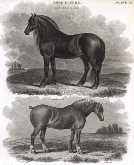 Шайр, или бейквелловская вороная лошадь, выведенная Робертом Бейквеллом, - самый крупный английский тяжеловоз. Внизу: саффолкская лошадь (древнейшая британская порода). Encyclopaedia Britannica. Лондон, 1816