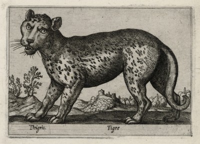Тигр странноватый (лист из альбома Nova raccolta de li animali piu curiosi del mondo disegnati et intagliati da Antonio Tempesta... Рим. 1651 год)