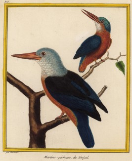 Зимородок, живущий в Южной Африке (из Table des Planches Enluminées d'Histoire Naturelle de M. D'Aubenton (фр.). Утрехт. 1783 год (лист 356))