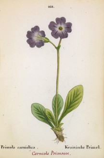 Примула карниольская (Primula carniolica (лат.)) (лист 352 известной работы Йозефа Карла Вебера "Растения Альп", изданной в Мюнхене в 1872 году)