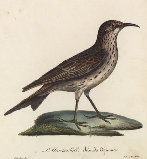 Африканский жаворонок (лист из альбома литографий "Галерея птиц... королевского сада", изданного в Париже в 1825 году)
