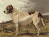 Сенбернар Абесс, принадлежащая мистеру Грешему (из "Книги собак" Веро Шоу, украшенной великолепными иллюстрациями Чарльза Барбера. Лондон. 1881 год)