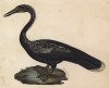 Змеешейка зеленогрудая (лист из альбома литографий "Галерея птиц... королевского сада", изданного в Париже в 1825 году)
