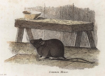 Мышь обыкновенная (Лондон. 1808 год. Лист 27)
