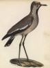 Чибис с белым хохолком (лист из альбома литографий "Галерея птиц... королевского сада", изданного в Париже в 1825 году)