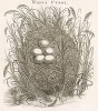 Лебединое холмообразное гнездо с кладкой, расположенное на мелководье; Nidus Cygni (лат.). Danubius Pannonico-Musicus, observationibus geographicis, astronomicis, hydrographicis, historicis, physicis... графа Луиджи Марсильи, т.5, л.69. Гаага, 1726