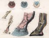 Анатомия лошади. Лошадиное копыто и невротомия, вид 1. The Book of Field Sports and Library of Veterinary Knowledge. Лондон, 1864