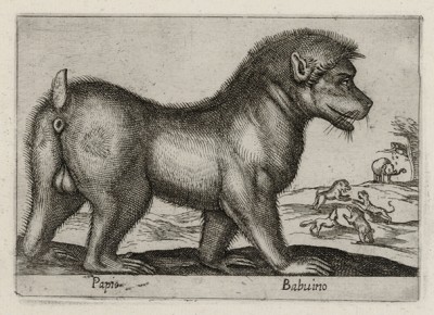 Бабуин (лист из альбома Nova raccolta de li animali piu curiosi del mondo disegnati et intagliati da Antonio Tempesta... Рим. 1651 год)