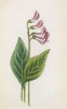 Сочевичник жёлто-бурый (Orobus variegatus (лат.)) (лист 133 известной работы Йозефа Карла Вебера "Растения Альп", изданной в Мюнхене в 1872 году)