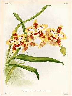 Копия «Орхидея ODONTOGLOSSUM x TROYANOFSKYANUM (лат.) (лист DXL Lindenia Iconographie des Orchidées - обширнейшей в истории иконографии орхидей. Брюссель, 1896)»