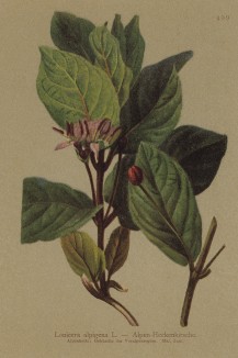 Жимолость альпийская (Lonicera alpigena (лат.)) (из Atlas der Alpenflora. Дрезден. 1897 год. Том V. Лист 409)