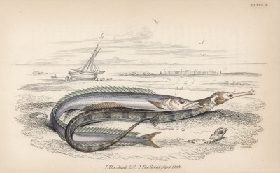 1. Песчанка 2. Большая морская игла (1. Ammodytes Tobianus 2. Sygnathus Acus (лат.)) (лист 18 XXXIII тома "Библиотеки натуралиста" Вильяма Жардина, изданного в Эдинбурге в 1843 году)