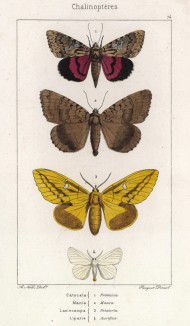 Бабочки Catocalla Promissa (1), Mania Maura (2), Lasiocampa Potatoria (3) и liparis Auriflua (лат.) (лист 74)