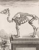 Скелет верблюда (лист XXIV иллюстраций к одиннадцатому тому знаменитой "Естественной истории" графа де Бюффона, изданному в Париже в 1764 году)